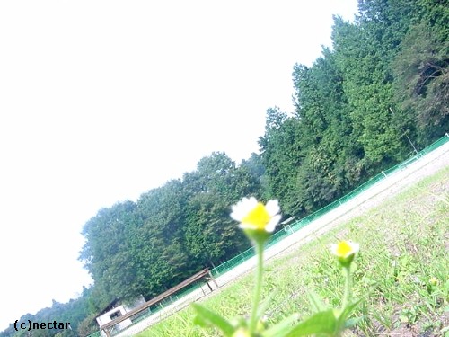 flower[4]