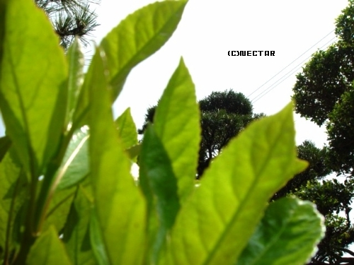 garden[13]