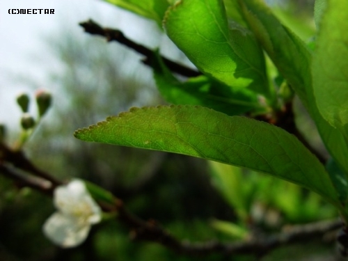 garden[16]