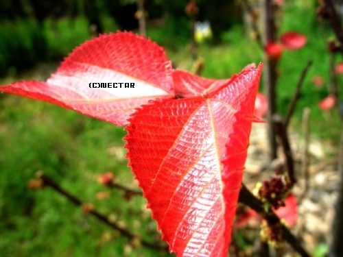 garden[17]