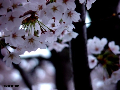 sakura[10]