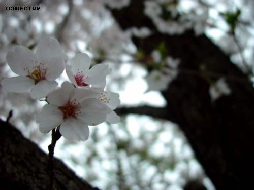 sakura[9]