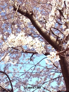 sakura2[10]