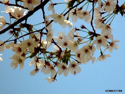 sakura2[2]