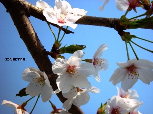 sakura2[4]