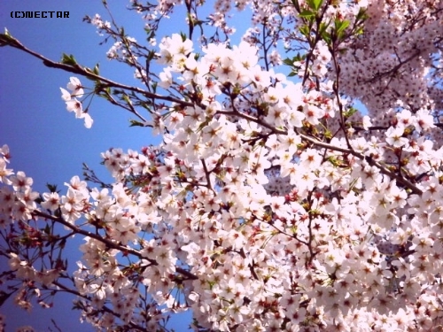 sakura2[5]