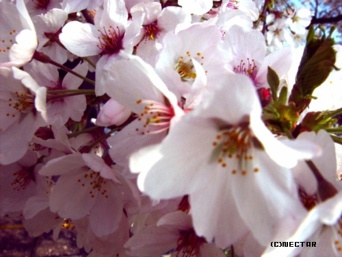sakura2[7]