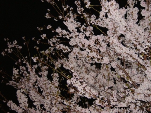 sakura3[6]