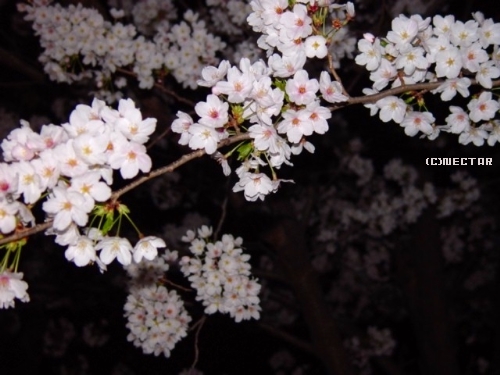 sakura3[9]