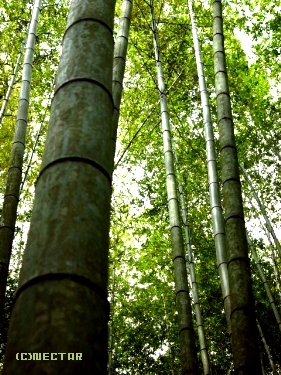 bamboo[1]