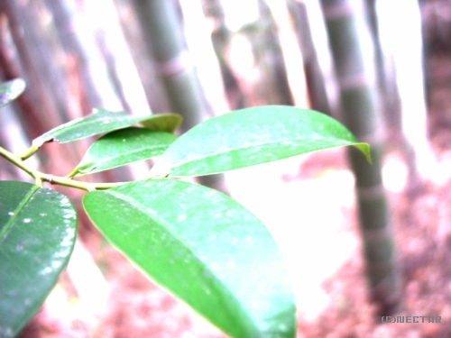 bamboo[10]