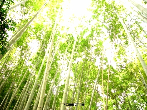 bamboo[2]
