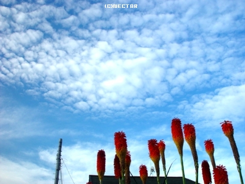 bamboo[19]