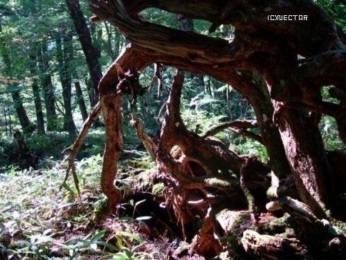 nikko[14]