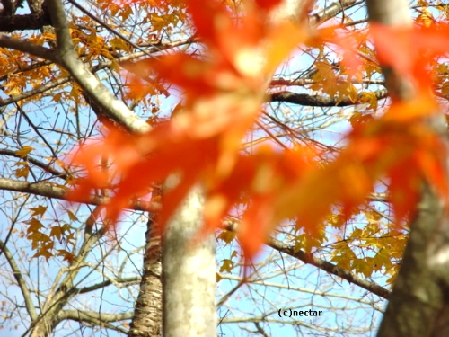 autumn leaves[10]