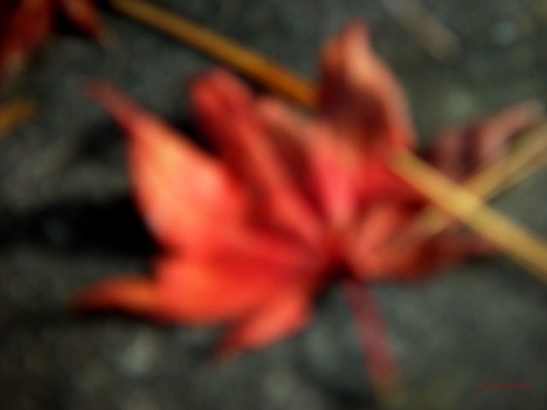 autumn leaves[11]