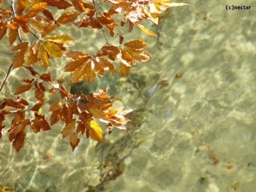autumn leaves[12]
