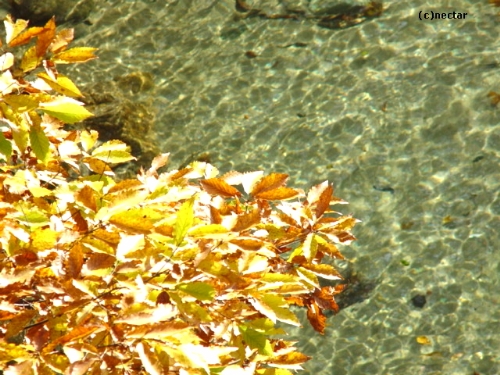 autumn leaves[13]