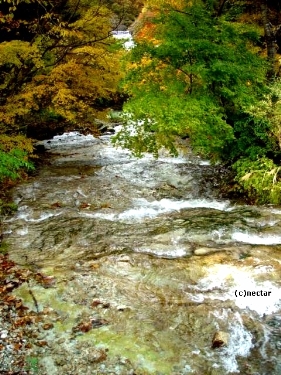 autumn leaves[14]