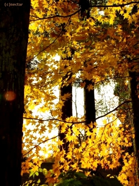 autumn leaves[15]