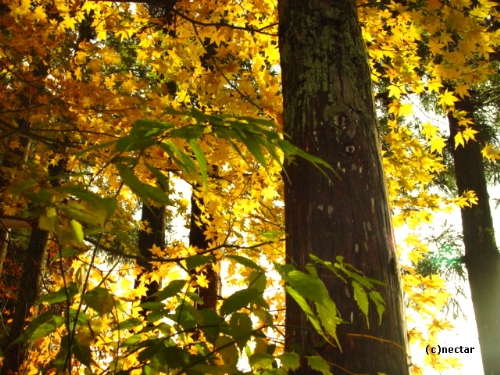 autumn leaves[16]