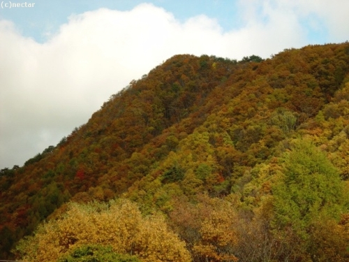 autumn leaves[9]